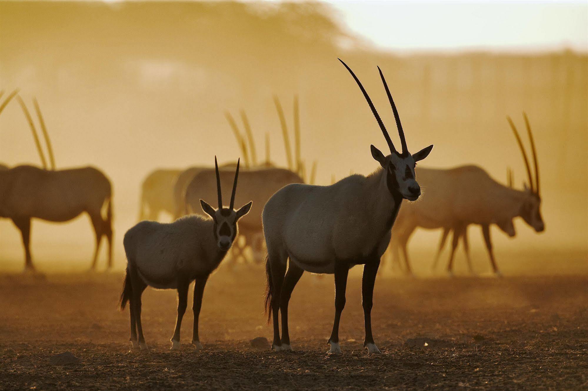 Anantara Sir Bani Yas Island Al Yamm Villa Resort Da'sah Bagian luar foto