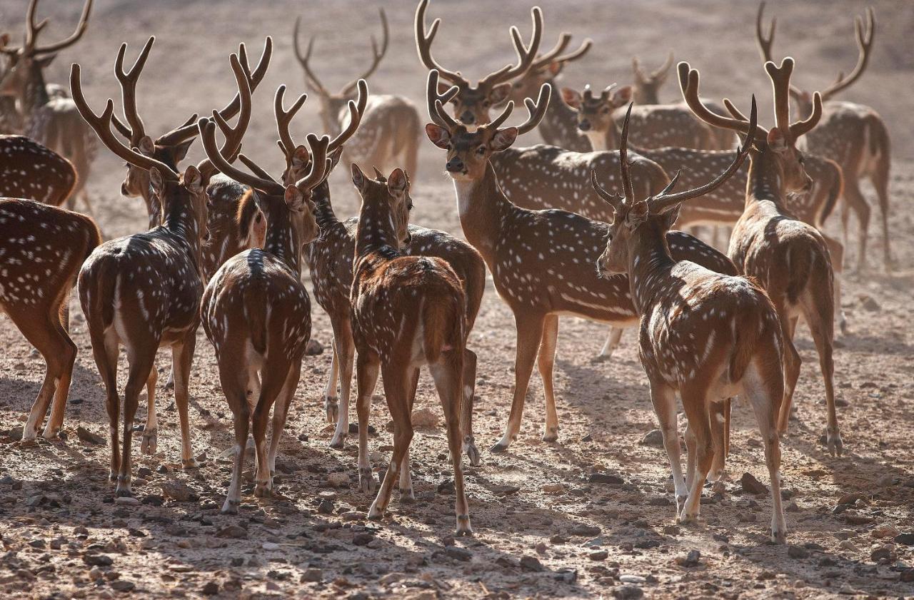 Anantara Sir Bani Yas Island Al Yamm Villa Resort Da'sah Bagian luar foto