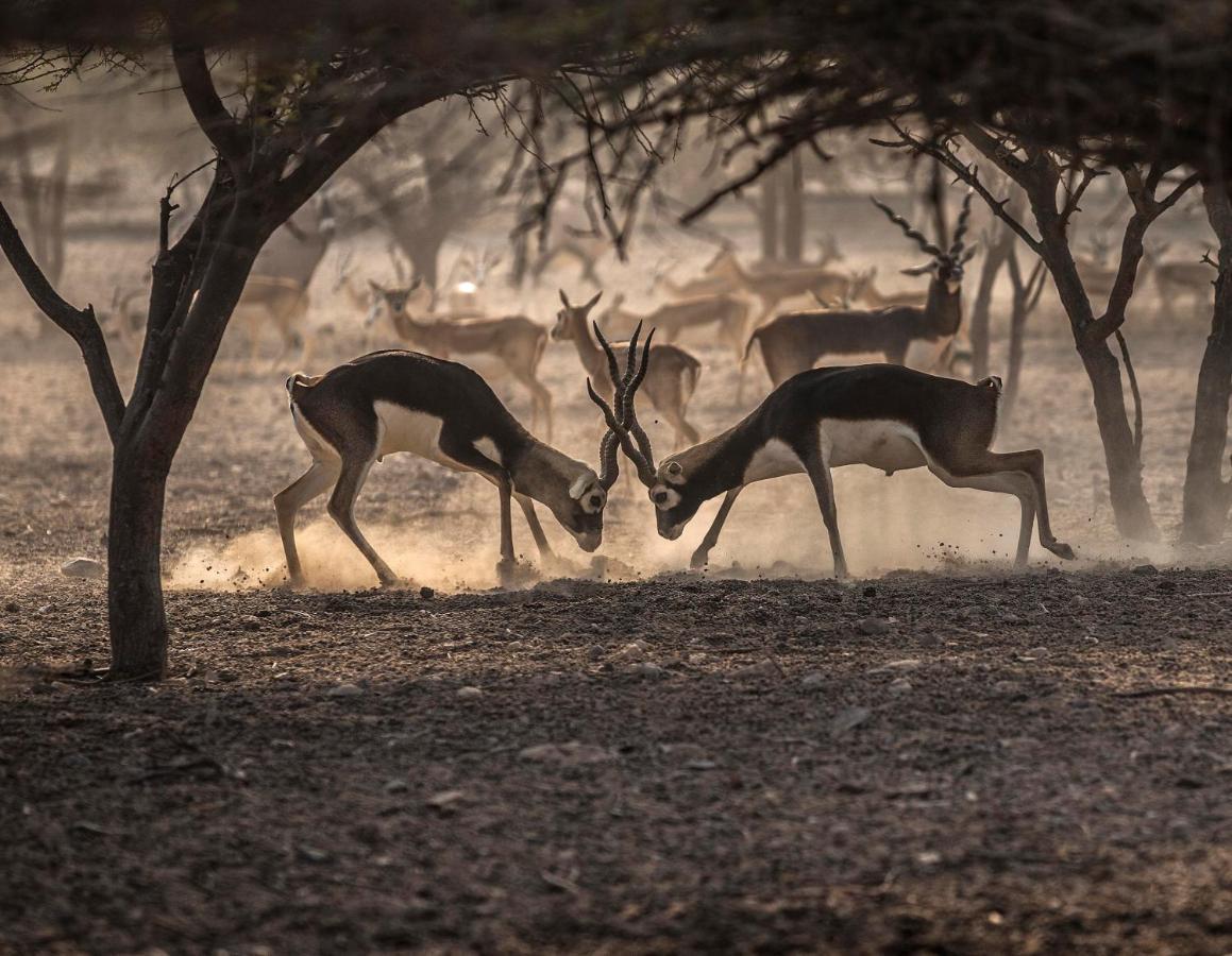 Anantara Sir Bani Yas Island Al Yamm Villa Resort Da'sah Bagian luar foto